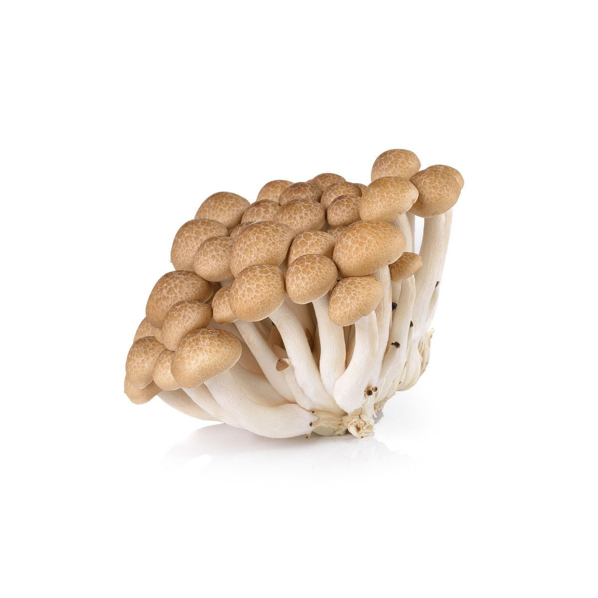 MAO XIONG Shimeji Pilze, Braun 150g