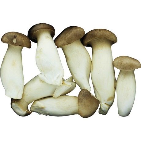 MAO XIONG Eryngii King Oyster Pilz 150 G